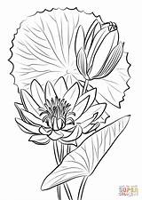 Nymphaea Caerulea Super Loto Lotusblume Plantas Supercoloring Dibujosparacolorear Egipcio sketch template