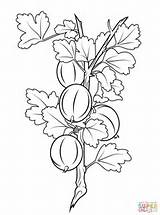 Coloring Gooseberry Pages Gooseberries Drawing Fruits sketch template