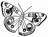 Butterfly Coloring Pages Kids Butterflies Bing Printable Popular Drawings Color Large sketch template
