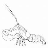 American Lobster Coloring sketch template