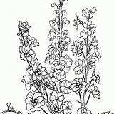 Larkspur Coloring Pages Designlooter Delphinium Array Flowers Funny 30kb 308px sketch template