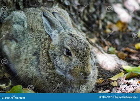 full body portrait   cute bunny rabbit stock image image  fight