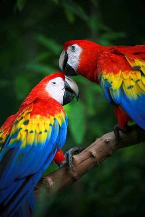 extremely fascinating scarlet macaw facts     bird eden
