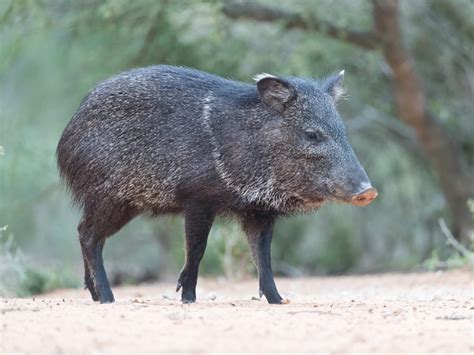 collared peccary facts critterfacts