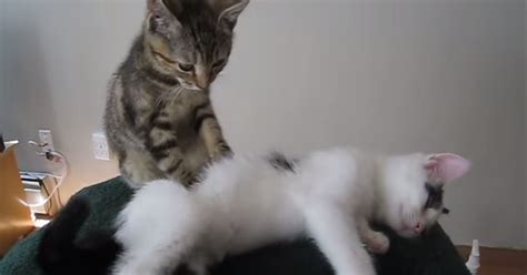 watch cats giving other cats massages is the most adorable thing you