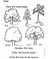 Arbor Print Sheet Pflanze Baum Coloringhome sketch template