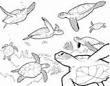 Turtle Coloring Sea Pages Drawing Printable Baby Kids Outline Cute Ocean Easy Turtles Finding Swimming Nemo Color Plants Realistic Adult sketch template