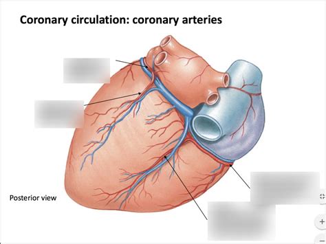 coronary circulation coronary arteries posterior view diagram quizlet