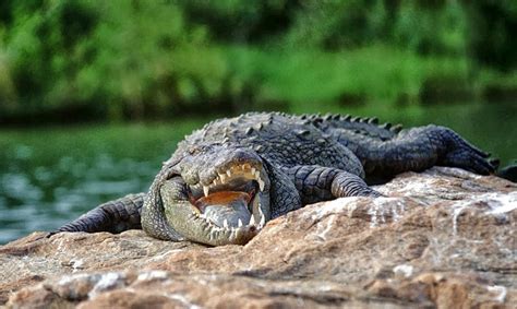 diana wilderabout     piece  croc