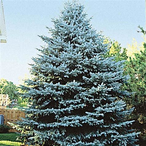 colorado blue spruce tree gurneys seed nursery