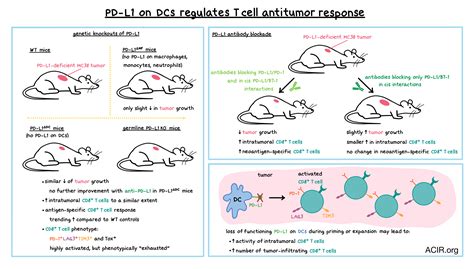 pd   dendritic cells controls  antitumor response