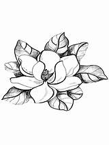 Magnolia Magnolias Coloring4free Nature Digi Dibujos Designlooter sketch template