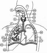 Respiratory Unlabeled Anatomy Biologycorner sketch template