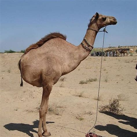 did this camel lose half its body