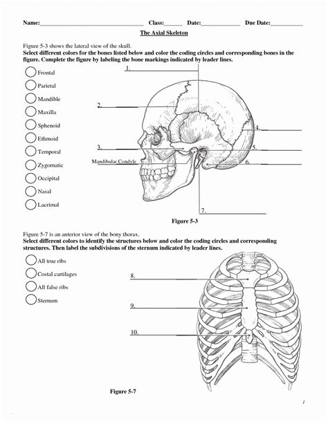 printable anatomy  physiology worksheets