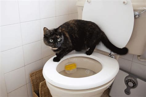 Kitten Peeing In House