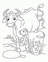 Calf Vaca Cow sketch template