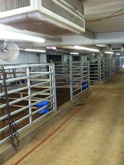 Cattle Shed Design Pictures