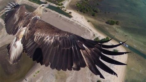eagle shot wins drone photography competition bbc news