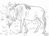 Coloring Wildebeest Gnu Pages Blue Printable Drawing Colouring Color Realistic Horse Supercoloring Crafts Getdrawings Cartoon Print Designlooter Drawings Animals Getcolorings sketch template