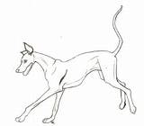 Greyhound Coloring Happy Book Drawings 44kb 336px Go Back sketch template