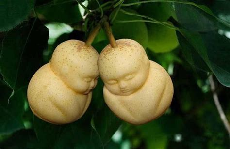 buddha shaped pears pear fruit fruits and veggies