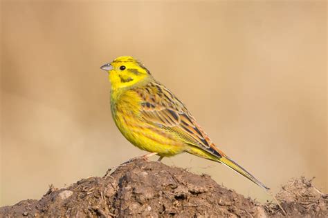 yellowhammer  brexit bird   story     eu  ecology
