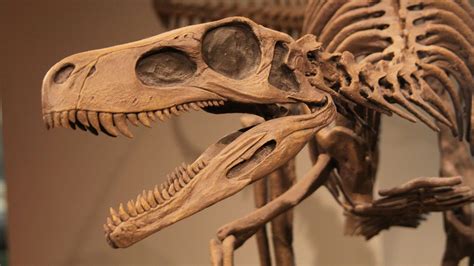 fossil paleontology britannicacom