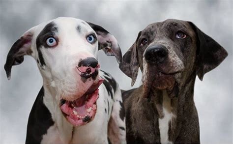 16 things you should never say to a great dane s face