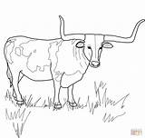 Coloring Longhorn Texas Pages Cattle Steer Drawing Bull Printable Cow Longhorns Supercoloring Horn Color Ferdinand Animal Getdrawings Kids Drawings Skull sketch template
