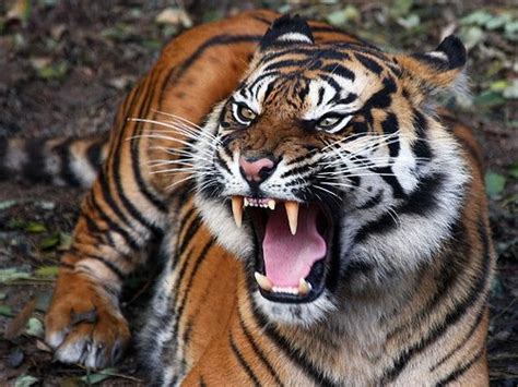 wildlife photography art wild life photography extinction  javan tiger