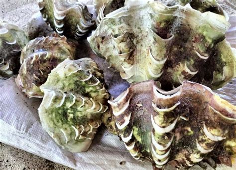 clam waters saving endangered giant clams  ecotourism