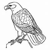 Falcon Coloring Hawk Pages Tony Kids Printable Drawing Animal Colouring Peregrine Bird Atlanta Animals Falcons Color Getcolorings Template Getdrawings Print sketch template