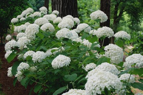 hydrangea macrophylla hortitopia