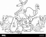 Kolorowanki Zoo Ssaki Afryka Kangur Dziobak Struś Australii sketch template