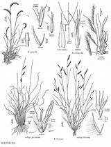 Grama Bouteloua Blue Gracilis Hairy Hirsuta Grass Grasses Soilcropandmore Crops Info Grazing Native sketch template