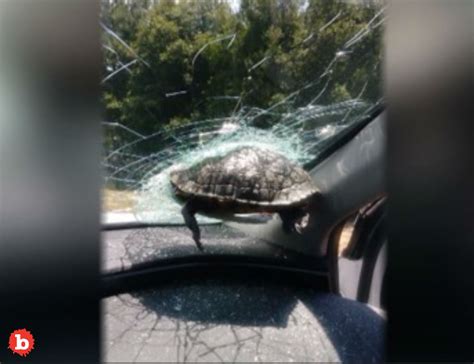 Flying Turtle Smashes Thru Car Windshield Doesn’t Make It