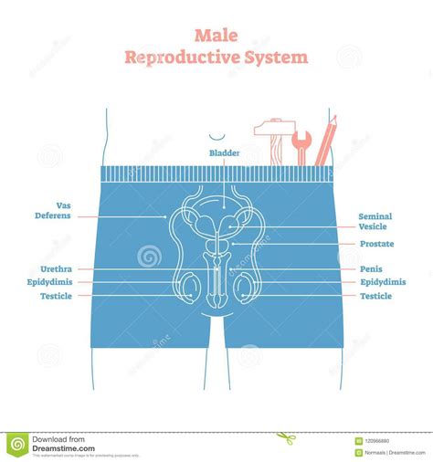 male reproductive system detailed anatomy vector medical
