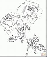 Rose Coloring Bush Pages Designlooter Template Roses sketch template