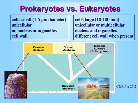 prokaryotic diversity eubacteria archaebacteria