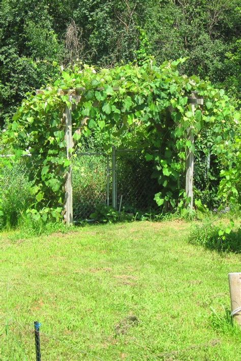 grow grapes  fence  growing grapes   tree growing grapes