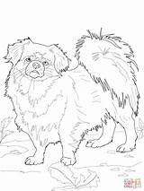 Coloring Pages Spaniel Tibetan Bernard St Poodles Dog Great Dogs Color Printable Poodle Clipart Pitbull Supercoloring Drawing Print Pyrenees Colorings sketch template