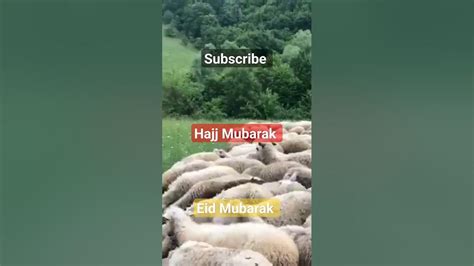 qurbani eid e qurban iyi bayramlar viral shorts youtube