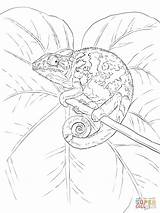 Chameleon Kolorowanki Supercoloring Kameleon Kolorowanka sketch template