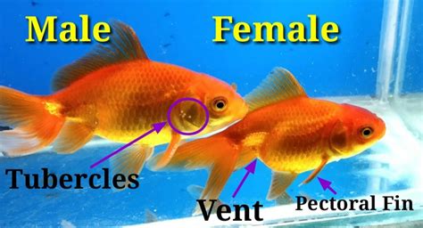 tips mudah membedakan ikan mas koki jantan  betina