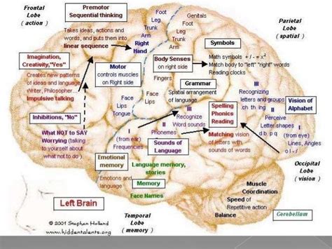 04 functional neuroanatomy