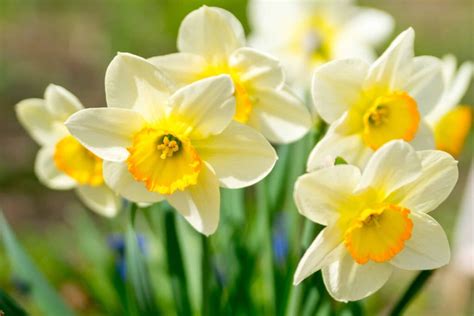 jonquil  daffodil    difference   animals