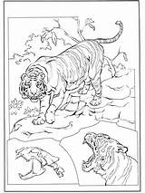 Tiger Tigre Malvorlagen Tijger Colorare Tygrys Coloriage Ausmalbilder Fargelegg Felini Katachtigen Jachtluipaard Dyr Dieren Coloriages Animaux Felinos Felino Zwierzęta Chats sketch template