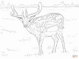 Coloring Deer Pages Fallow Drawing Colorings sketch template