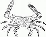 Crab Coloring Hermit Spinous Vertebrae Popular sketch template